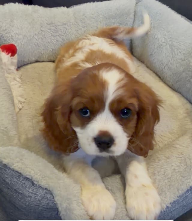Cavalier King Charles Spaniel Puppies media 4