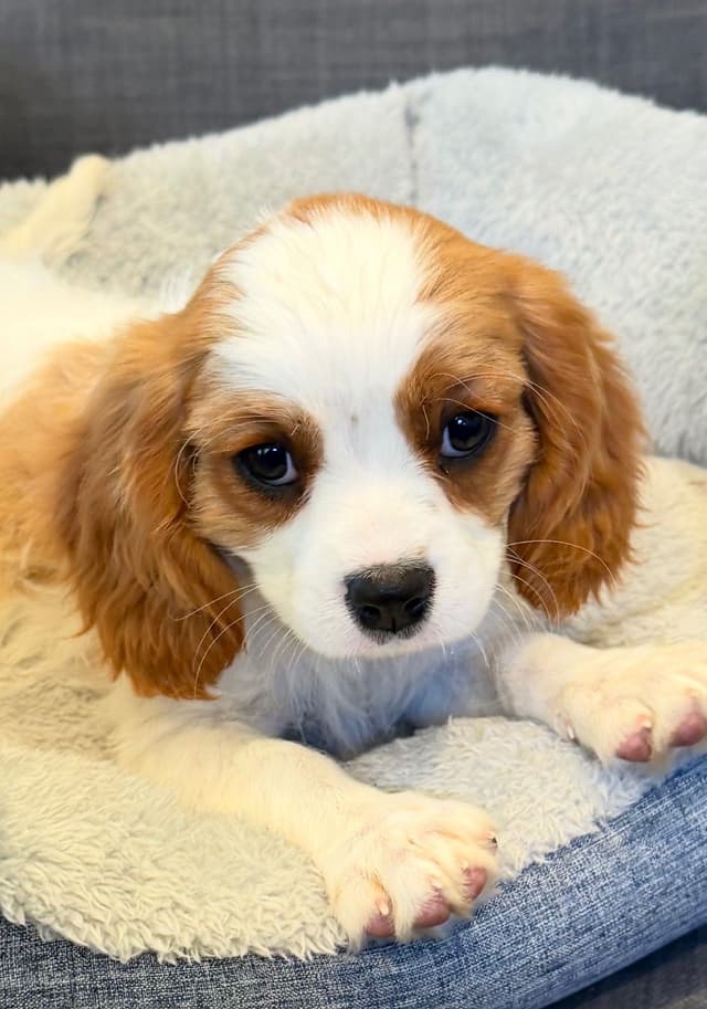 Cavalier King Charles Spaniel Puppies media 5