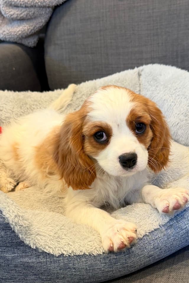 Cavalier King Charles Spaniel Puppies media 6