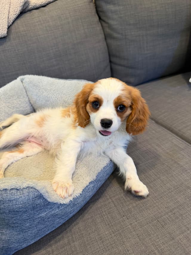 Cavalier King Charles Spaniel Puppies media 7