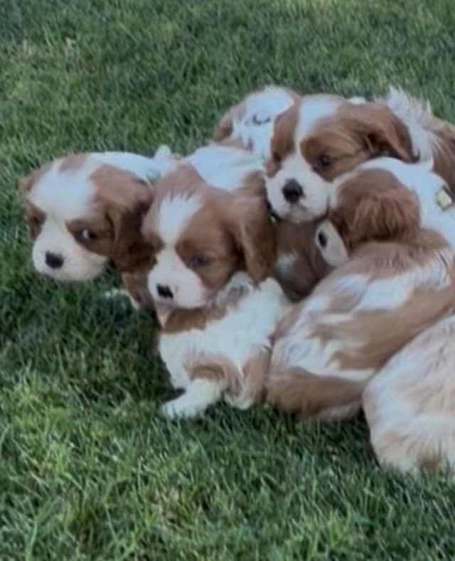 Cavalier King Charles Spaniel Puppies media 10