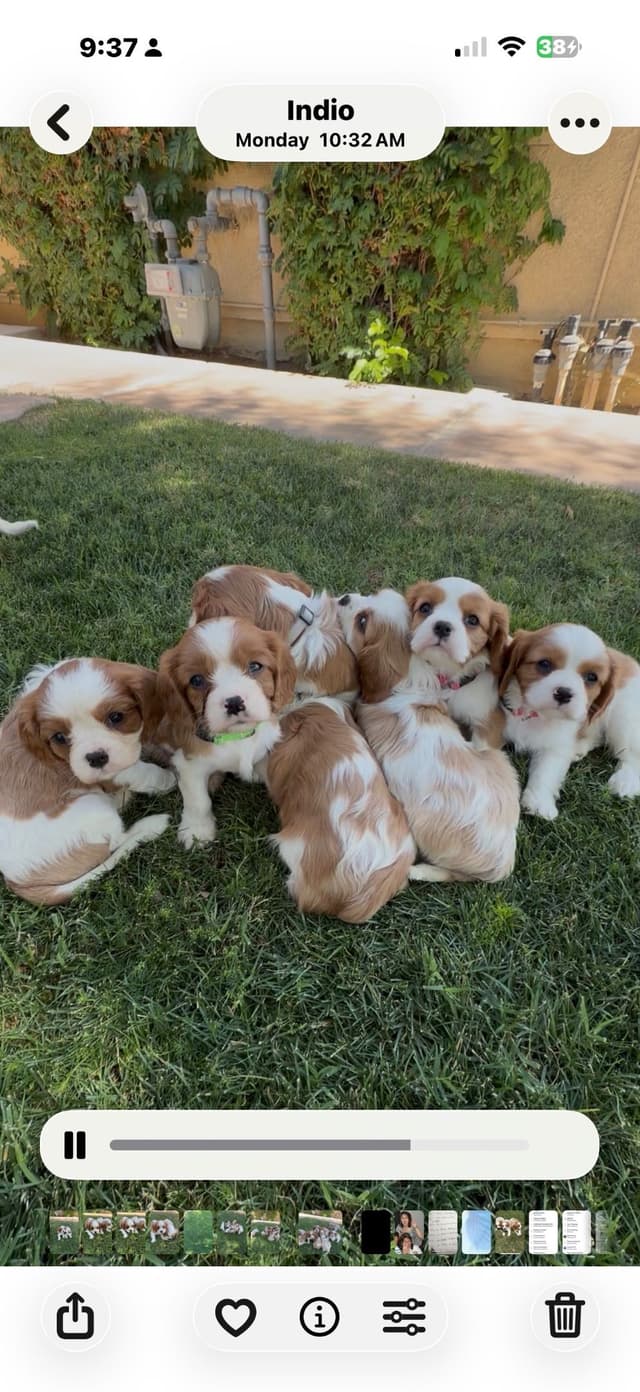 Cavalier King Charles Spaniel Puppies media 11