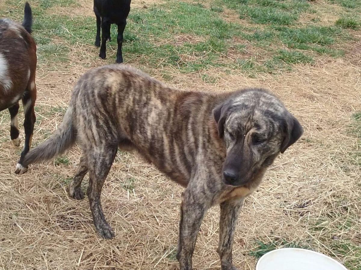 Anatolian Shepherd Dog Puppies breeder image 2