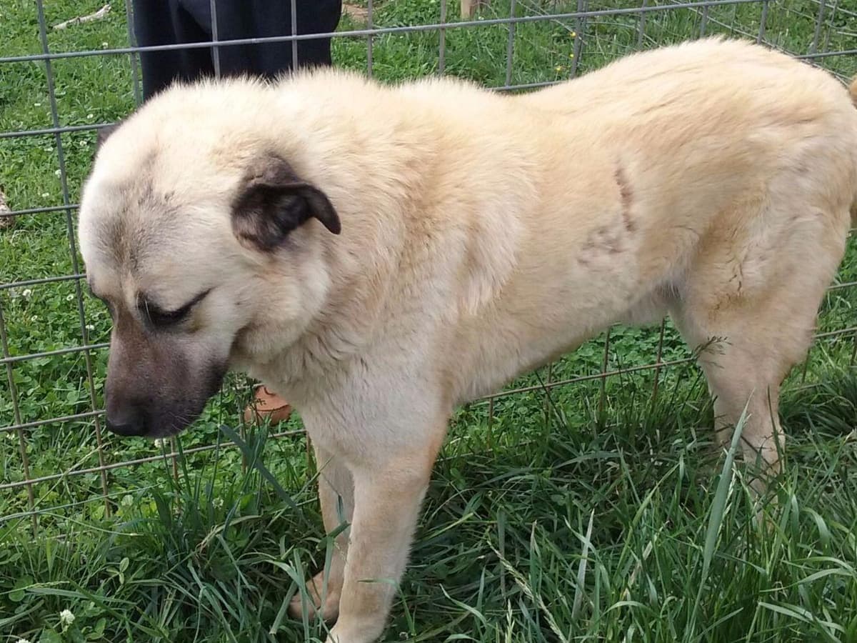 Anatolian Shepherd Dog Puppies breeder image 3