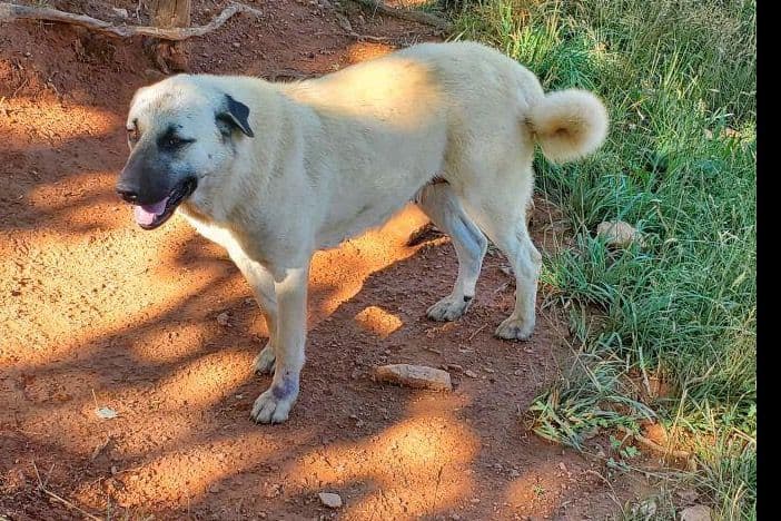 Anatolian Shepherd Dog Puppies breeder image 4