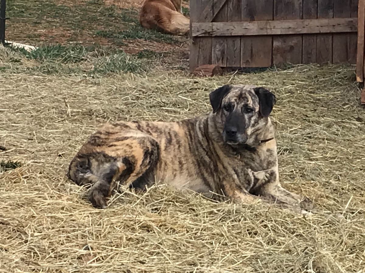 Anatolian Shepherd Dog Puppies breeder image 5
