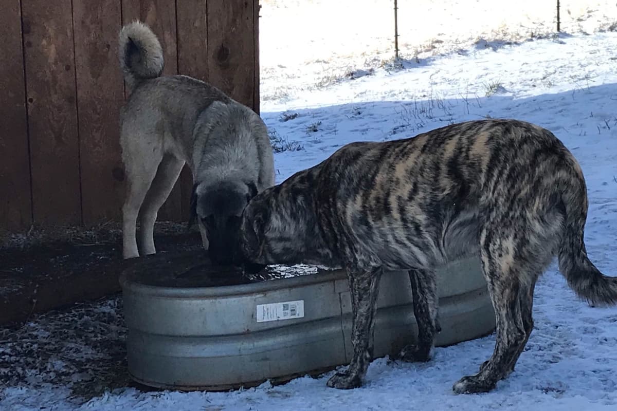 Anatolian Shepherd Dog Puppies breeder image 6