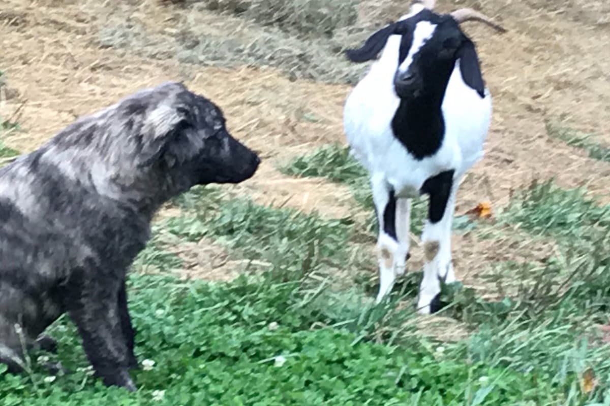 Anatolian Shepherd Dog Puppies breeder image 7