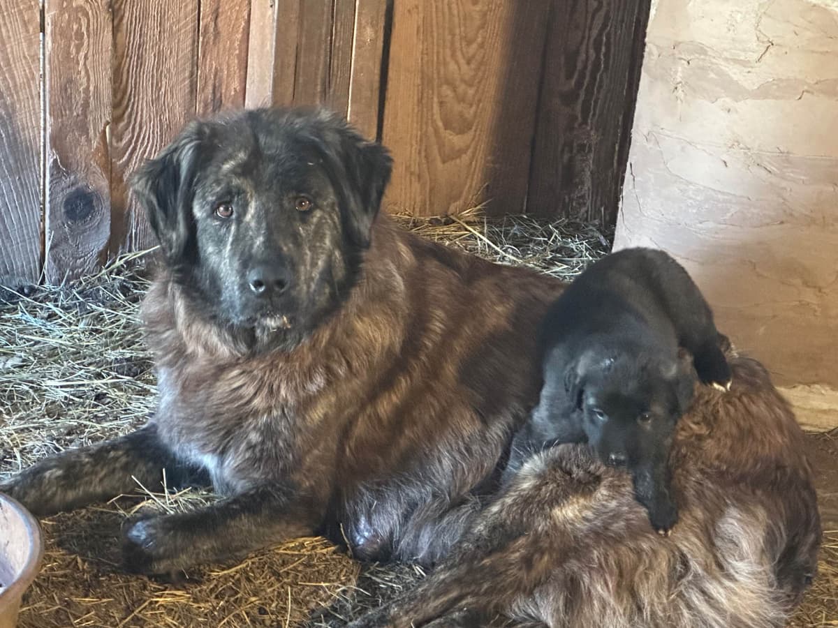 Anatolian Shepherd Dog Puppies breeder image 8