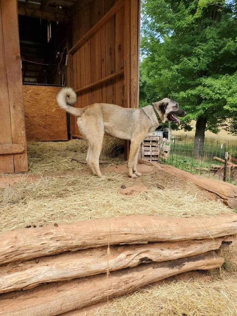 Anatolian Shepherd Dog Puppies breeder image 10