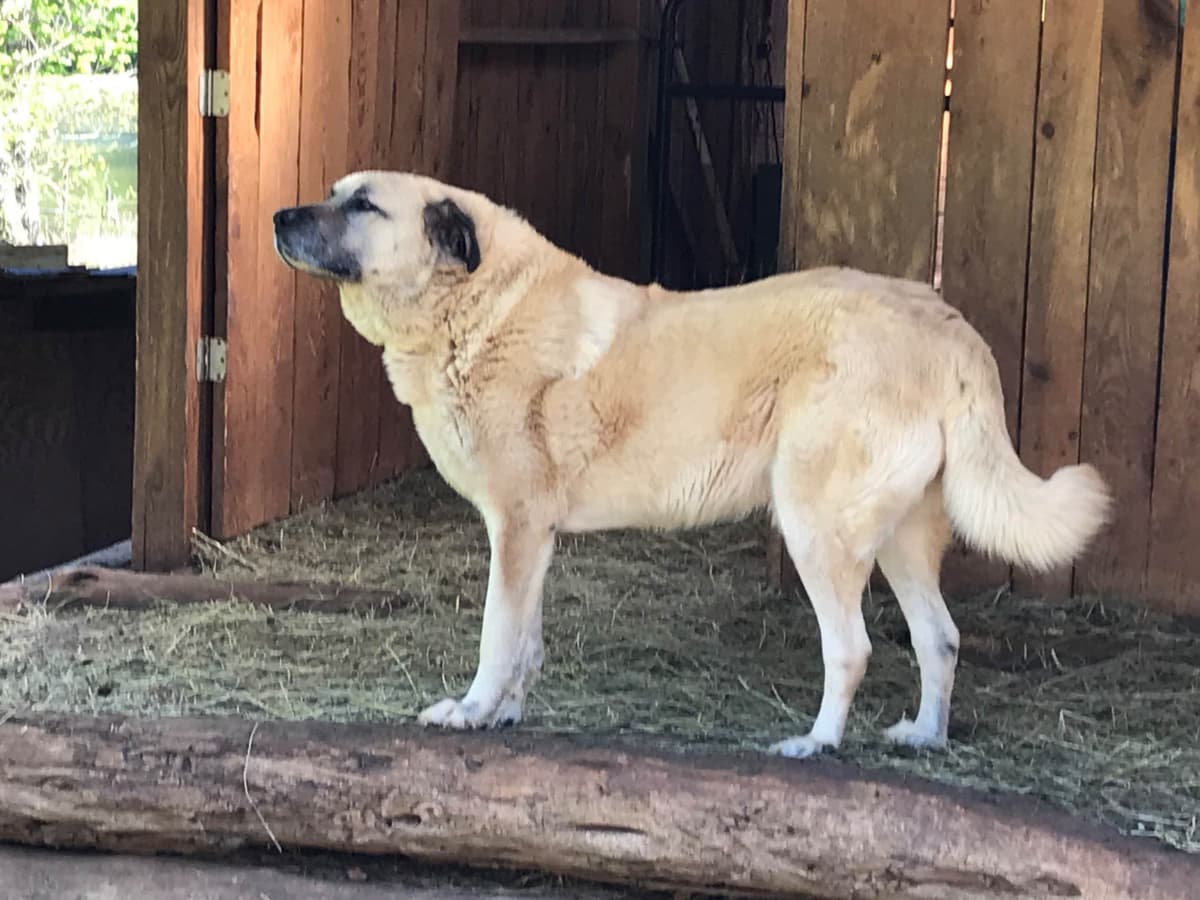 Anatolian Shepherd Dog Puppies breeder image 11