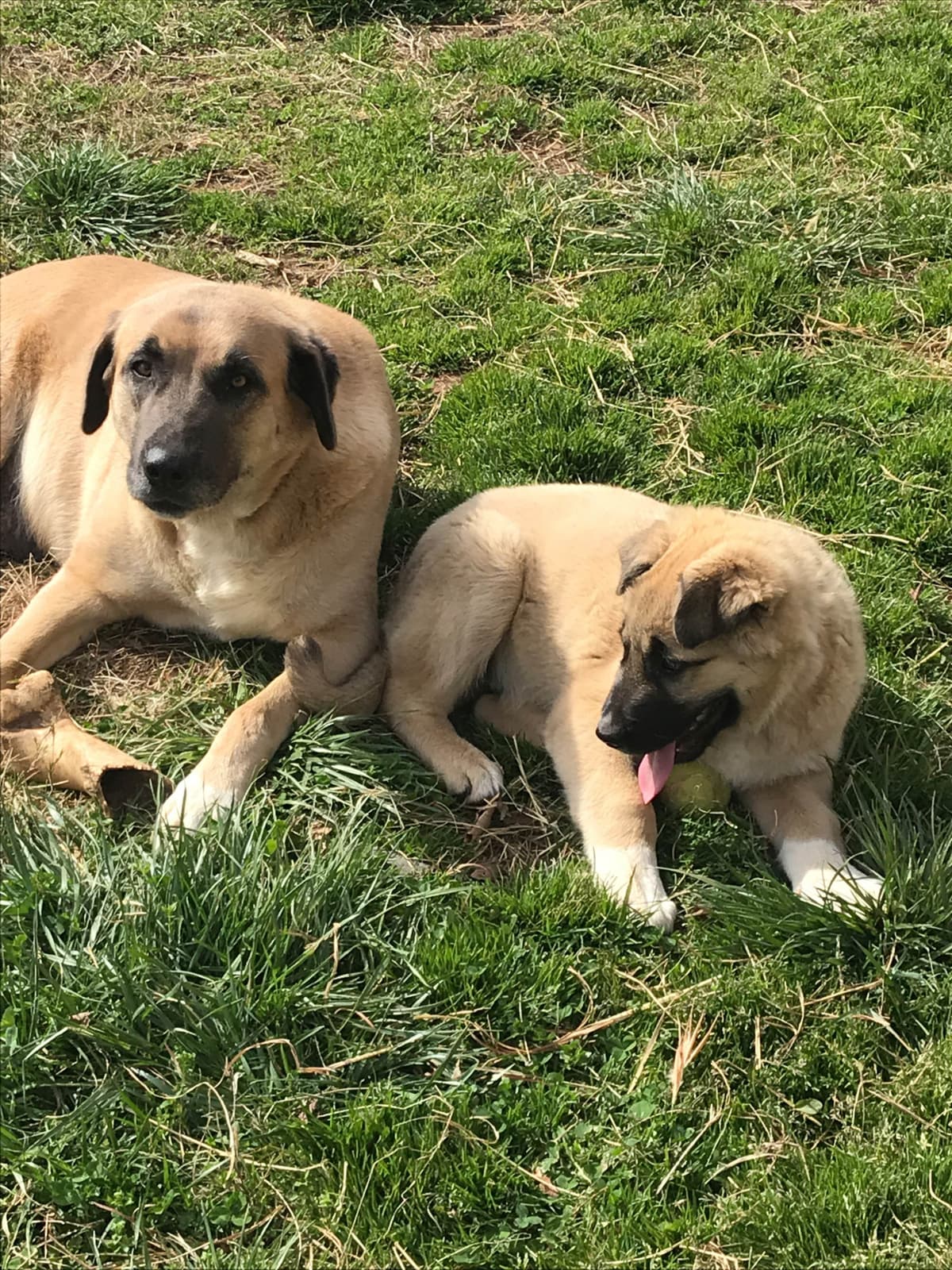 Anatolian Shepherd Dog Puppies breeder image 12