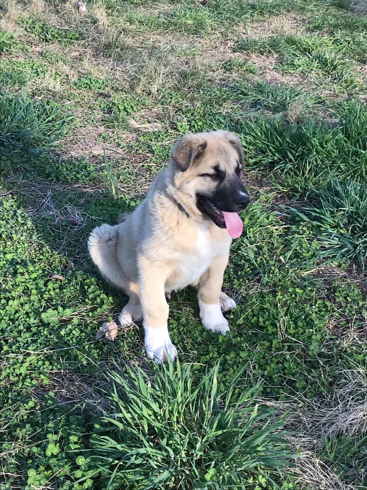 Anatolian Shepherd Dog Puppies breeder image 13