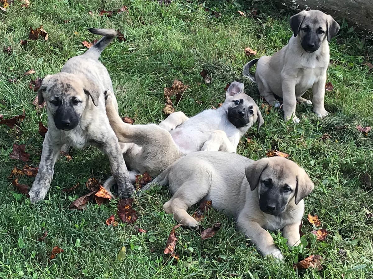 Anatolian Shepherd Dog Puppies breeder image 14