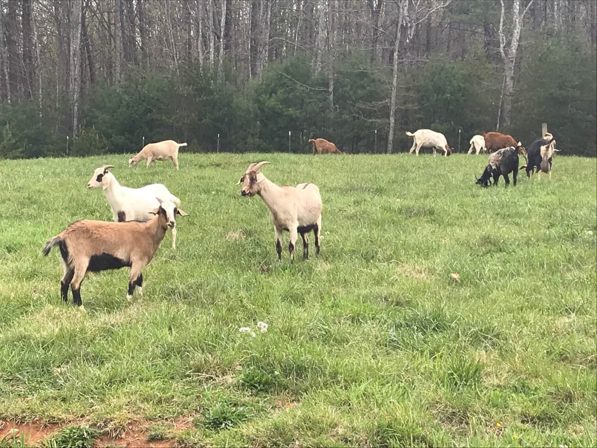Anatolian Shepherd Dog Puppies breeder image 15