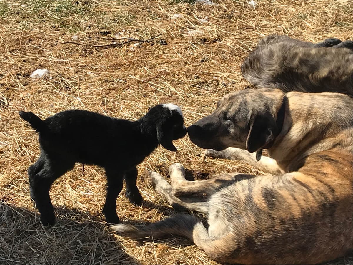 Anatolian Shepherd Dog Puppies breeder image 16