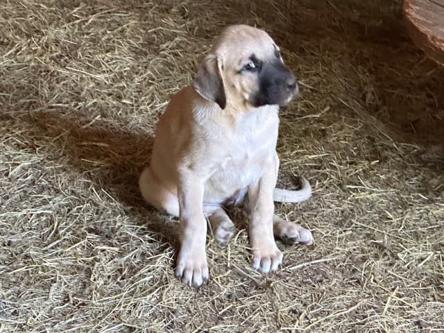 Anatolian Shepherd Dog Puppies media 2