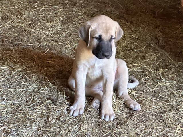 Anatolian Shepherd Dog Puppies media 3