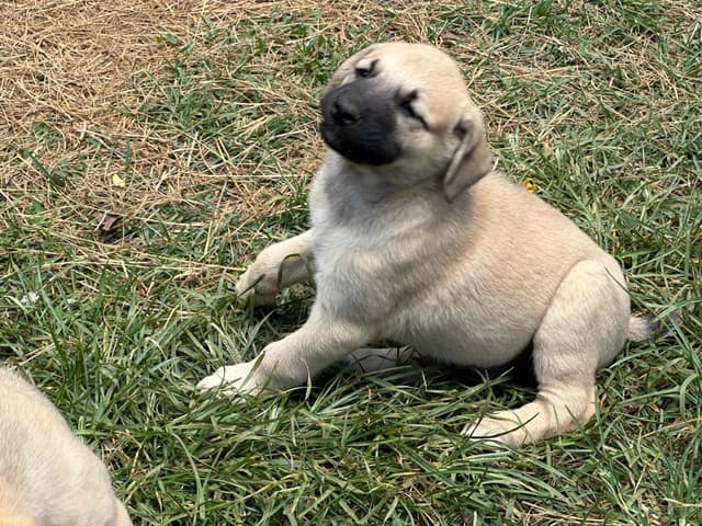 Anatolian Shepherd Dog Puppies media 4