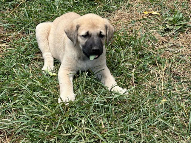 Anatolian Shepherd Dog Puppies media 5