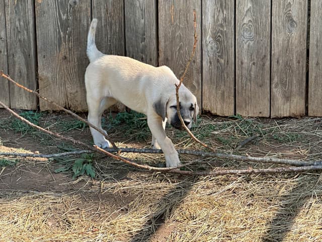 Anatolian Shepherd Dog Puppies media 7