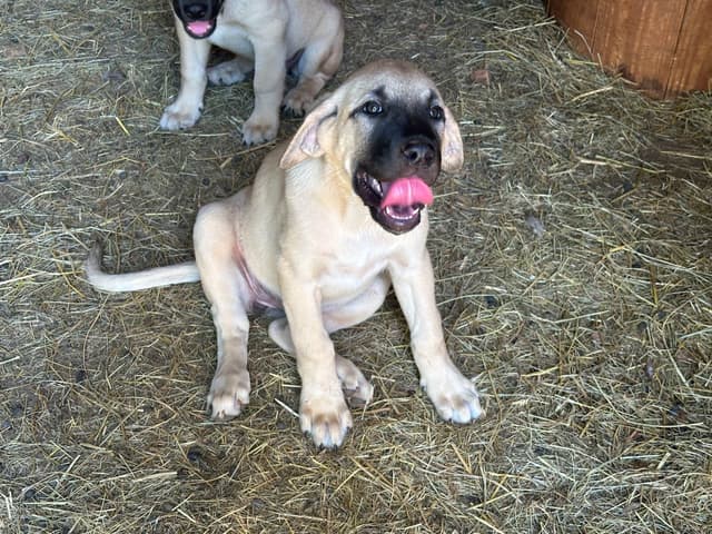 Anatolian Shepherd Dog Puppies media 8
