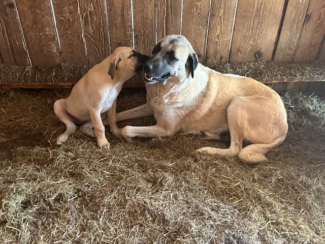 Anatolian Shepherd Dog Puppies media 9