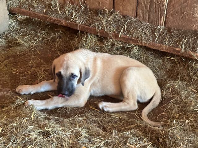 Anatolian Shepherd Dog Puppies media 11