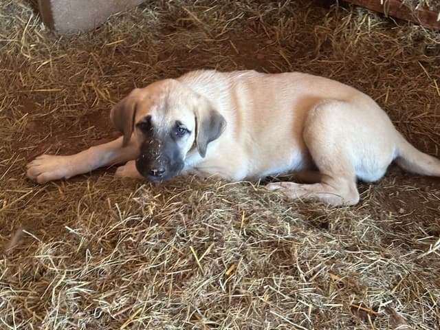 Anatolian Shepherd Dog Puppies media 10