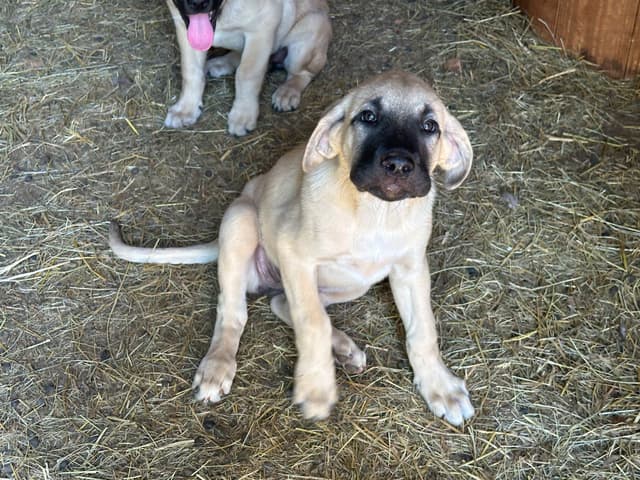 Anatolian Shepherd Dog Puppies media 12