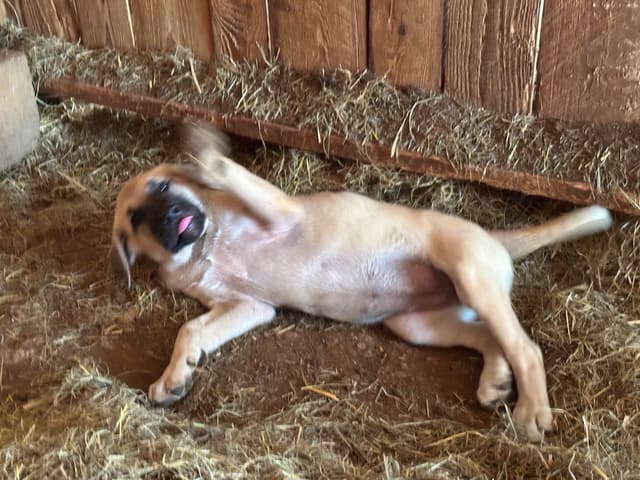 Anatolian Shepherd Dog Puppies media 13