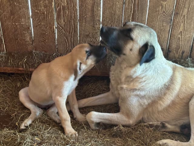 Anatolian Shepherd Dog Puppies media 14