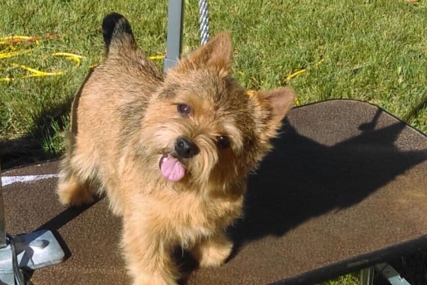 Puppies Available Now breeder image 1