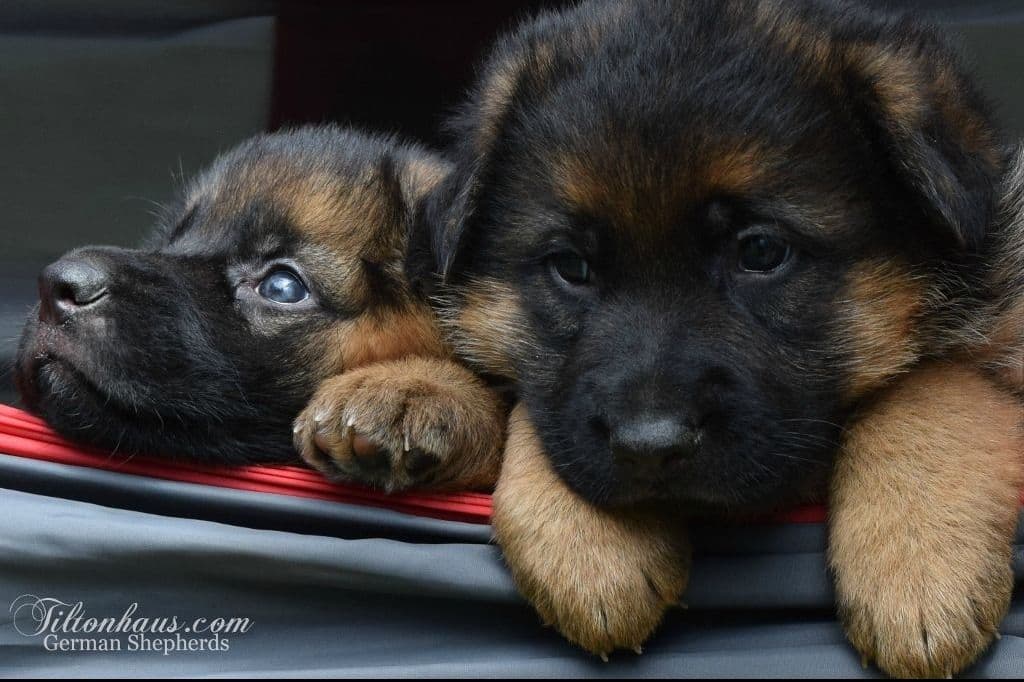 ADORABLE, Long Hair German Shepherd Puppies! breeder image 2