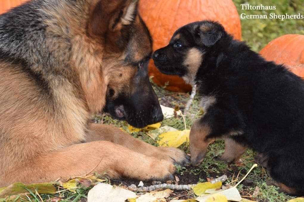 ADORABLE, Long Hair German Shepherd Puppies! breeder image 9