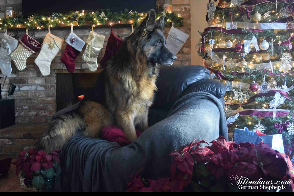 ADORABLE, Long Hair German Shepherd Puppies! breeder image 4