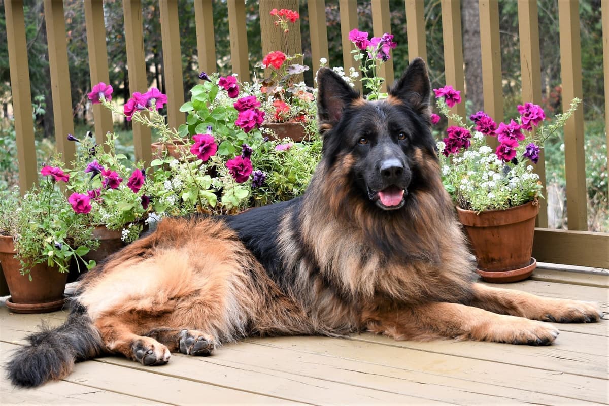 ADORABLE, Long Hair German Shepherd Puppies! breeder image 11