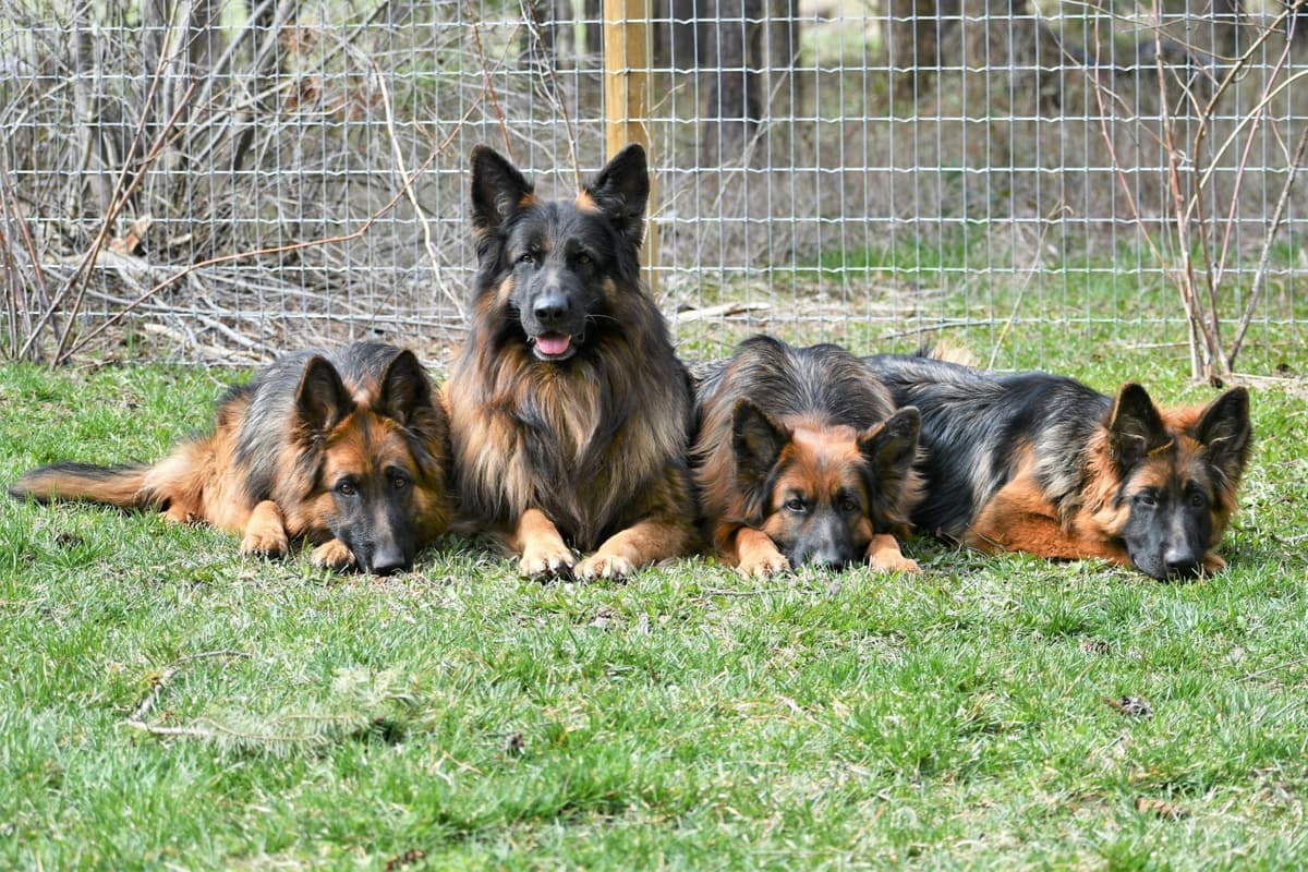 ADORABLE, Long Hair German Shepherd Puppies! breeder image 1