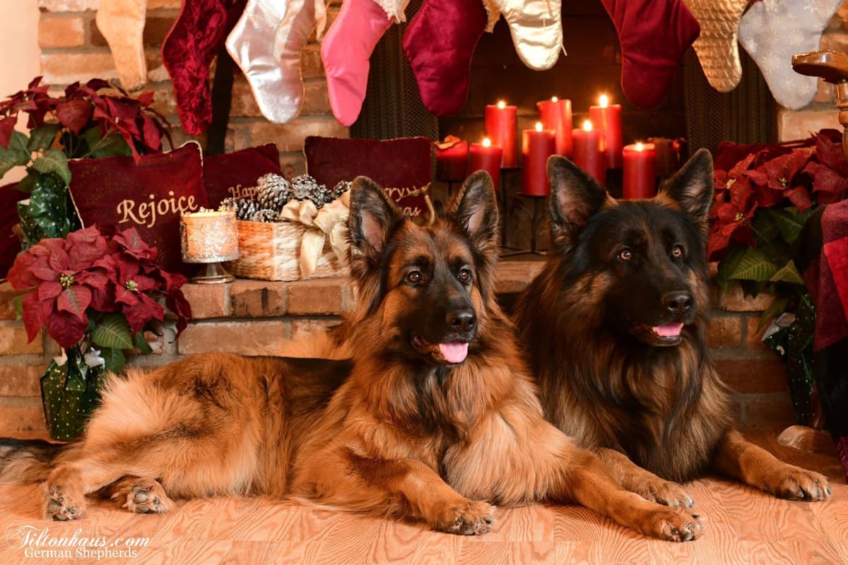 ADORABLE, Long Hair German Shepherd Puppies! breeder image 3