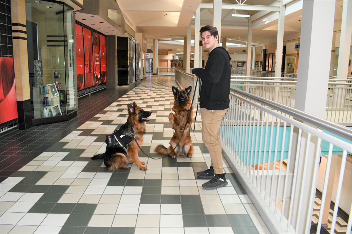 ADORABLE, Long Hair German Shepherd Puppies! breeder image 12