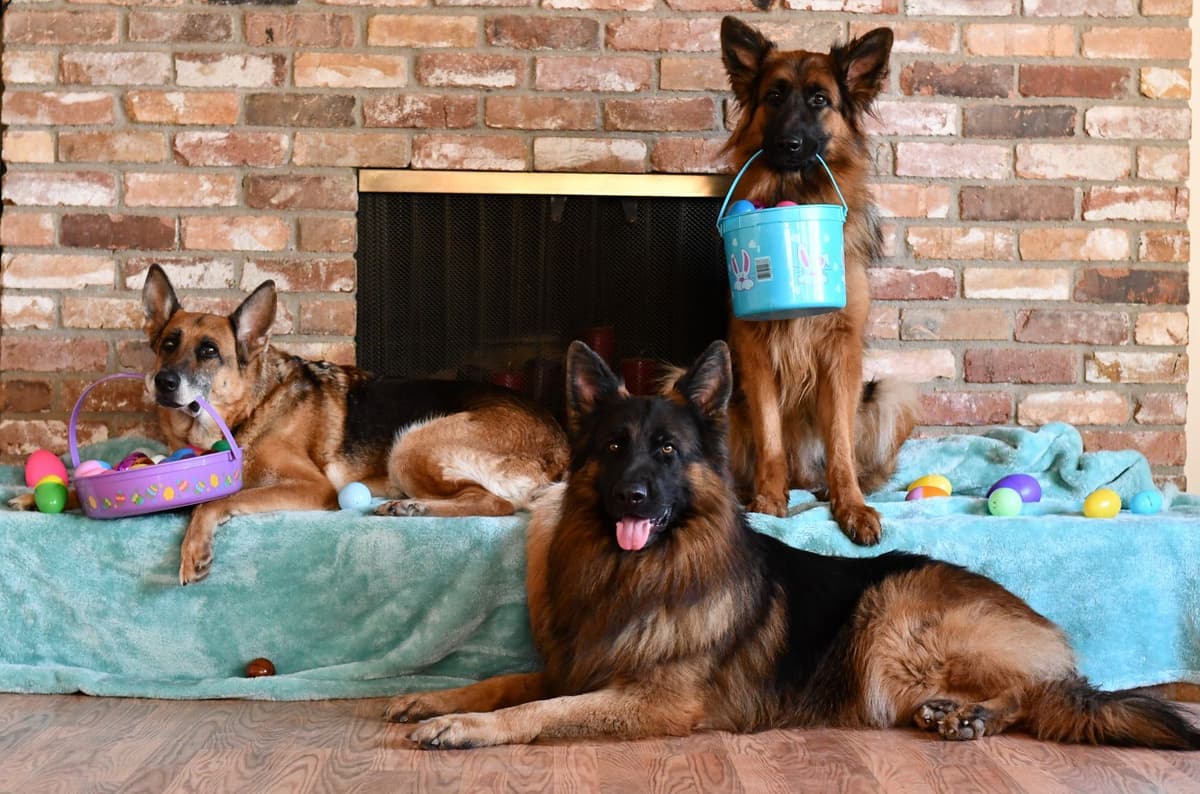 ADORABLE, Long Hair German Shepherd Puppies! breeder image 13