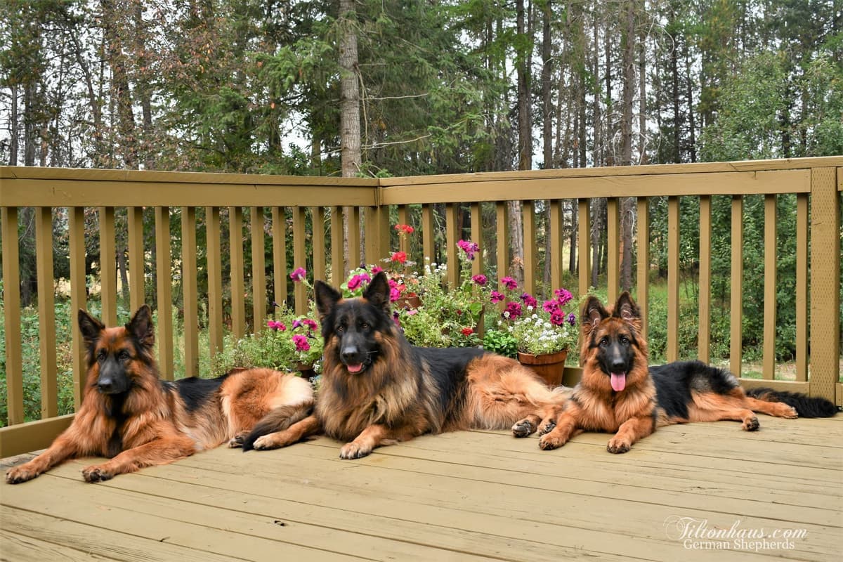 ADORABLE, Long Hair German Shepherd Puppies! breeder image 5
