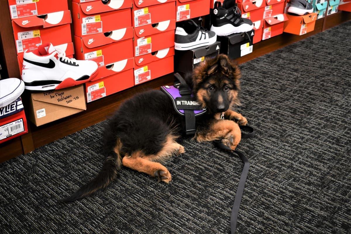 ADORABLE, Long Hair German Shepherd Puppies! breeder image 14