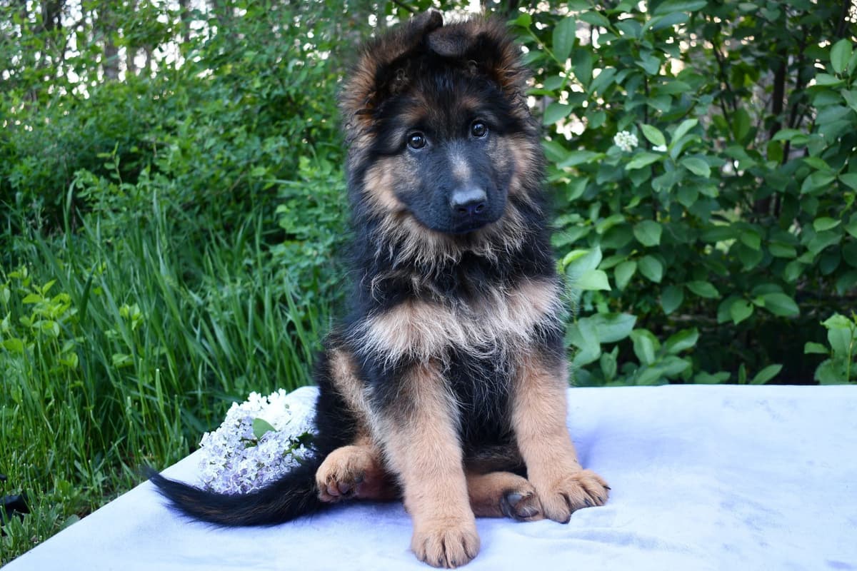 ADORABLE, Long Hair German Shepherd Puppies! breeder image 15