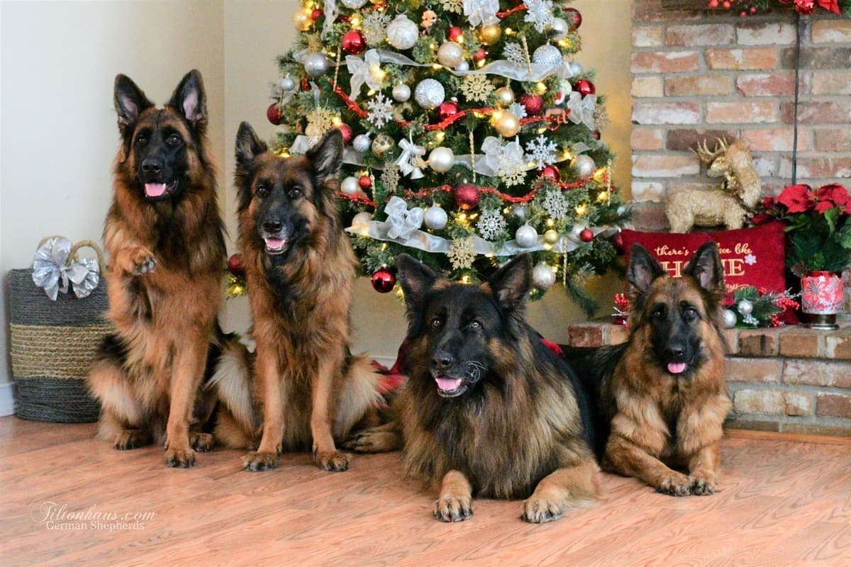 ADORABLE, Long Hair German Shepherd Puppies! breeder image 16