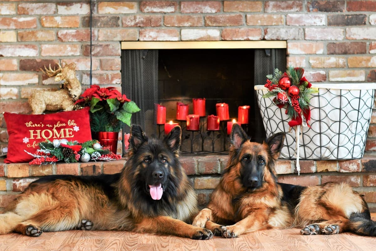 ADORABLE, Long Hair German Shepherd Puppies! breeder image 18