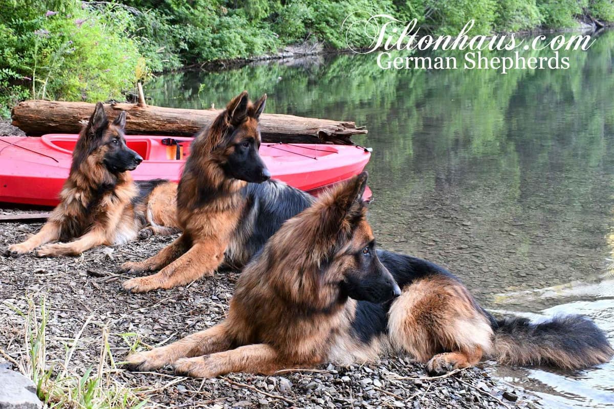 ADORABLE, Long Hair German Shepherd Puppies! breeder image 17