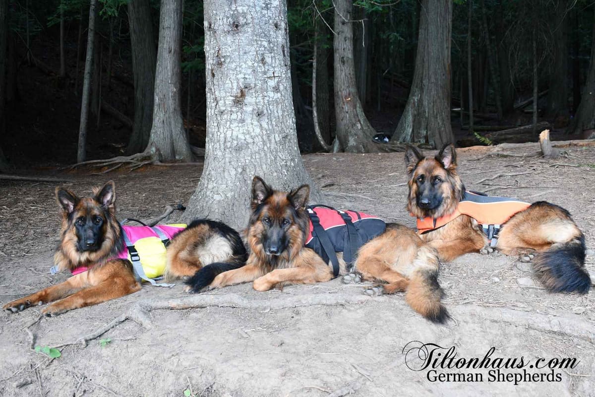 ADORABLE, Long Hair German Shepherd Puppies! breeder image 20