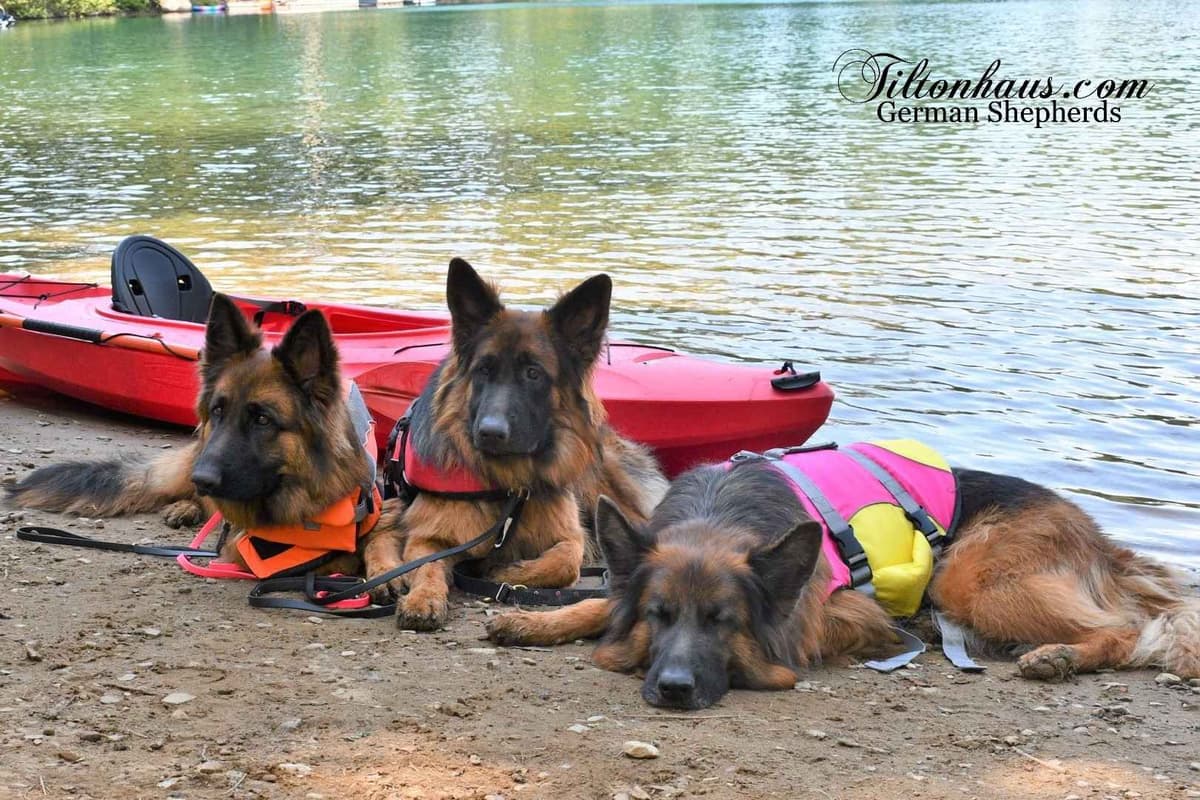 ADORABLE, Long Hair German Shepherd Puppies! breeder image 24