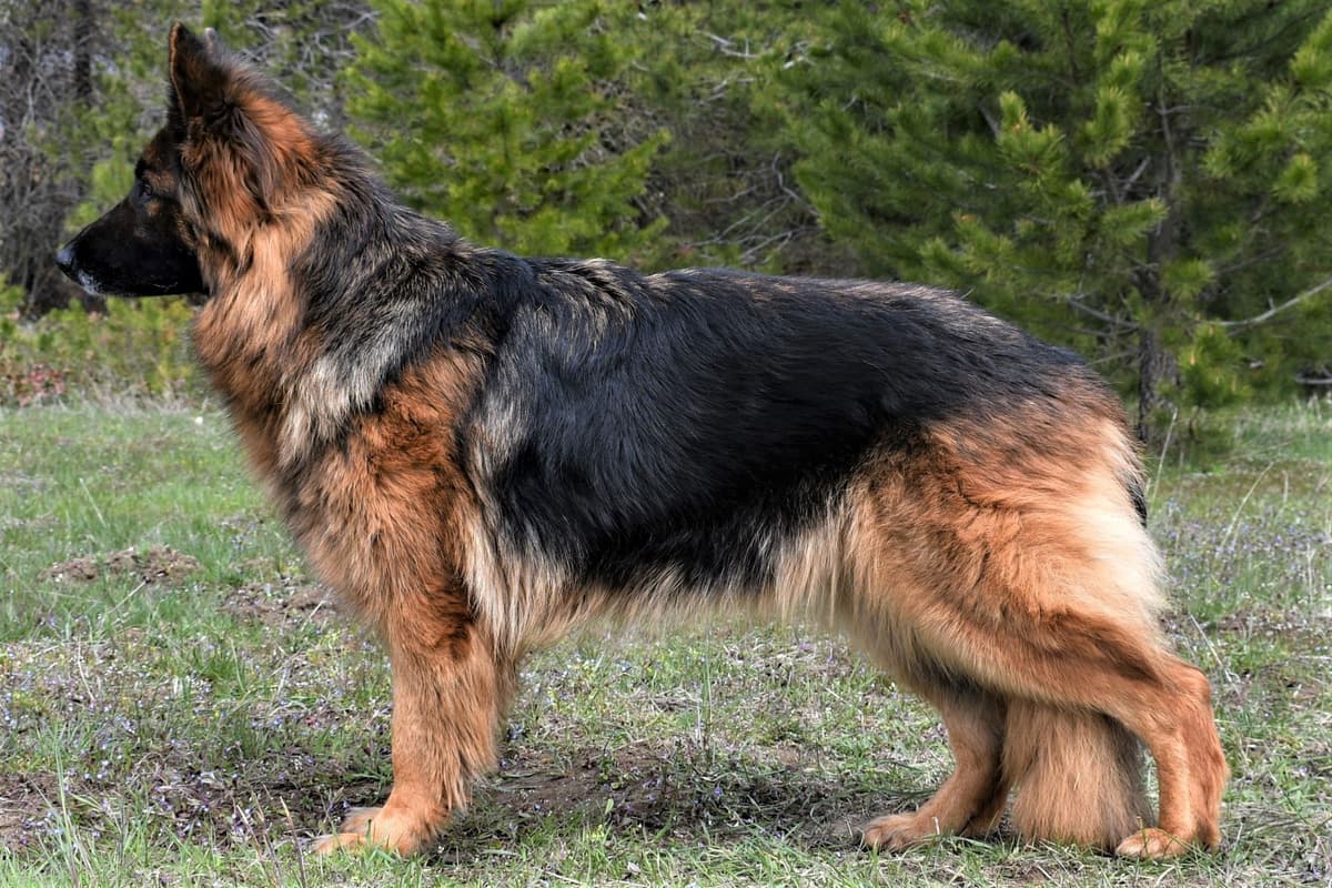 ADORABLE, Long Hair German Shepherd Puppies! breeder image 19